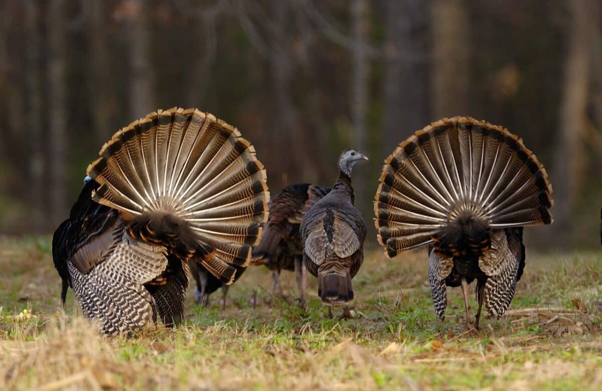 New Jersey Chapter National Wild Turkey
