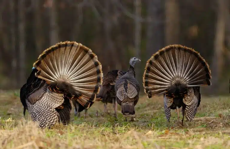 New Jersey Chapter National Wild Turkey