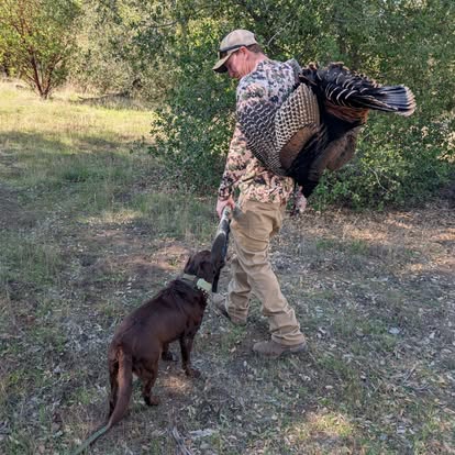 veteran turkey hunting california